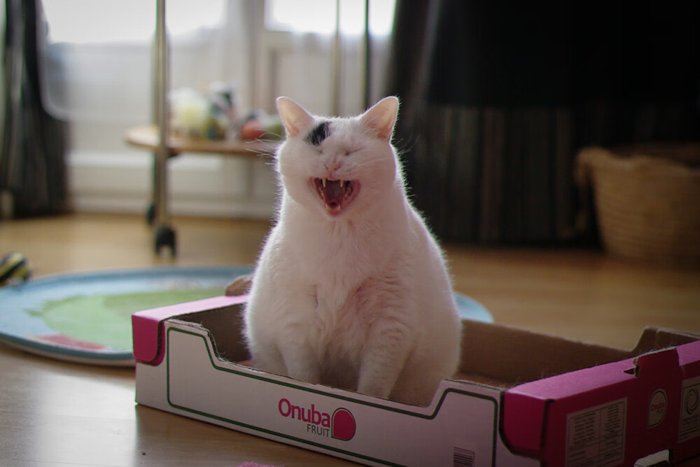 鲜血与星辰的辩证,一场友谊赛与智利足球的历史回响