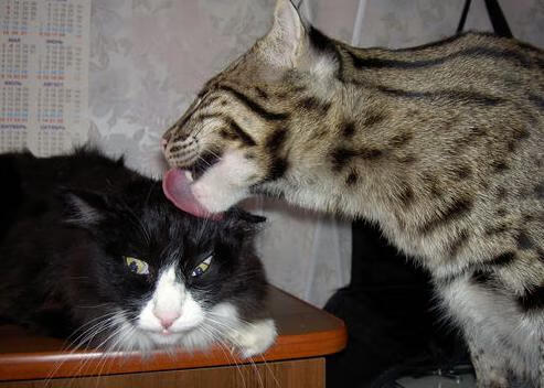 天山脚下的紫色惊雷，拉文生死战50分弑旧主，爵士逆袭改写西决历史