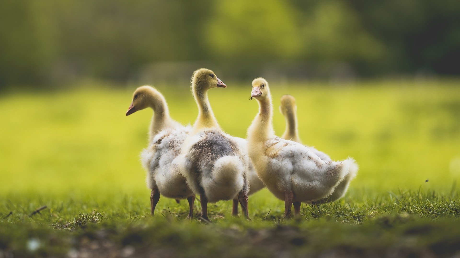 这就是NBA季后赛级别的防守剧本吗？比利亚雷亚尔换防锁死阿森纳
