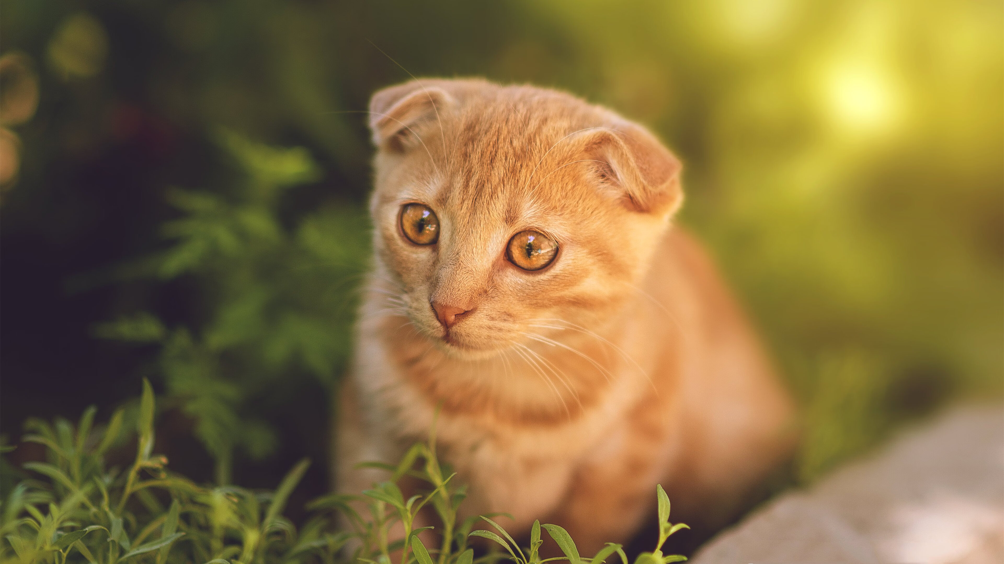 跨界之战,新疆飞虎连续得分狂潮压制雄鹿,贝恩化身关键先生定乾坤