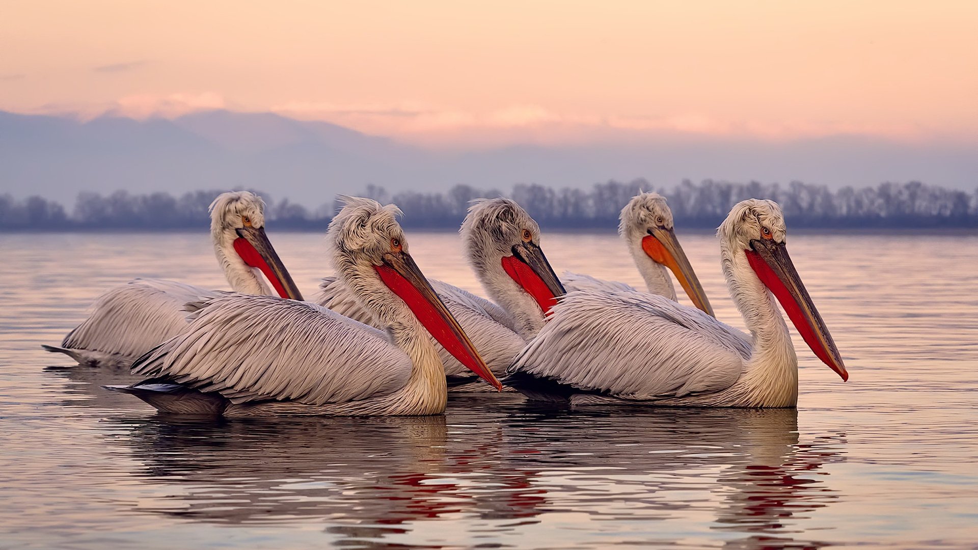 跨越时空的接管时刻,当活塞制霸猛龙,与塔图姆式主宰在欧冠赛场交相辉映