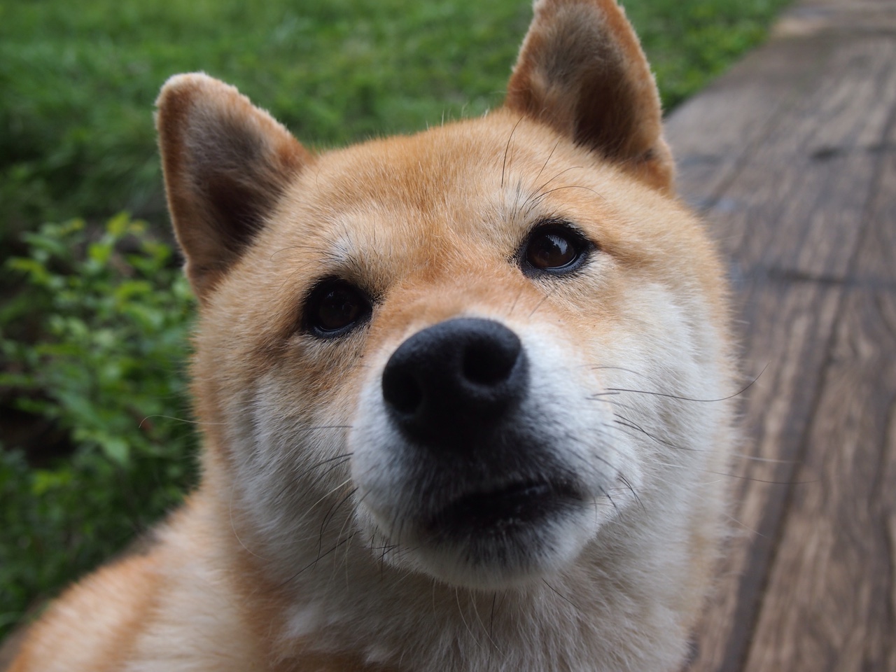 从NBA总决赛战术库解剖安哥拉如何跨界压制澳大利亚