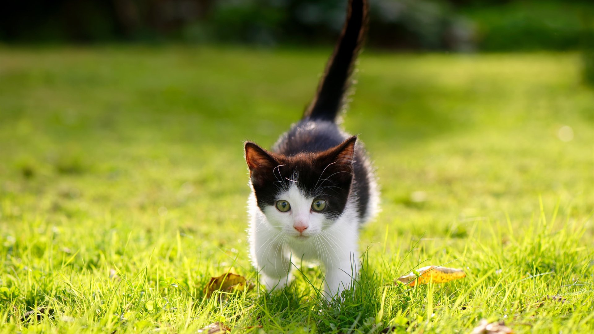 魔笛的笛声，如何让曼联的迷失号角沉默，一场淘汰赛揭示的唯一足球真理