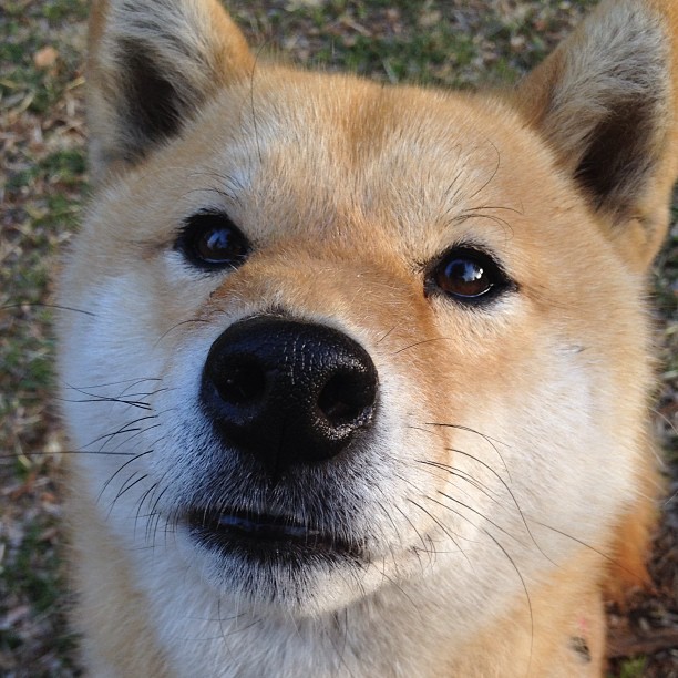 魔笛的笛声，如何让曼联的迷失号角沉默，一场淘汰赛揭示的唯一足球真理
