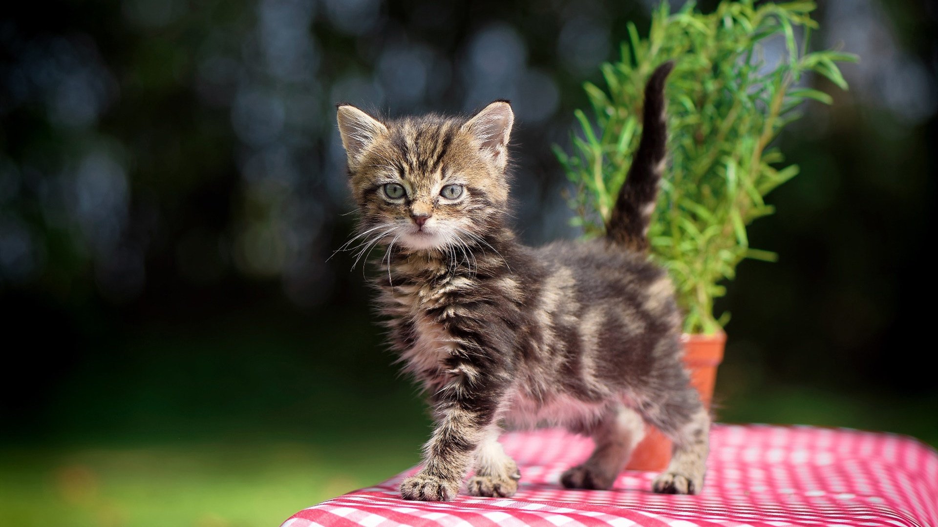开云体育中国-法比尼奥接管关键战！乌克兰力克希腊，奥运门票争夺战现王者