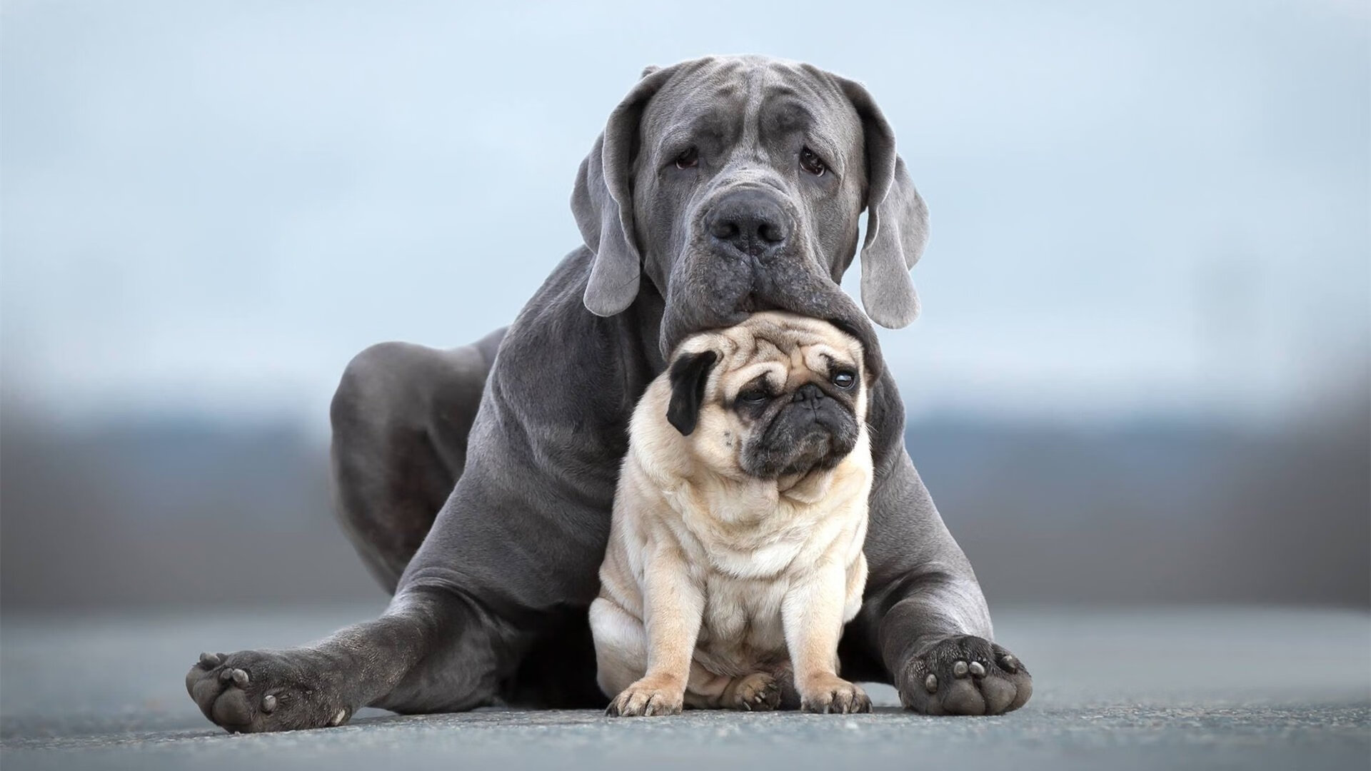 绝地反击！凯尔特人硬仗取胜山西队，小贾伦成擎天白玉柱