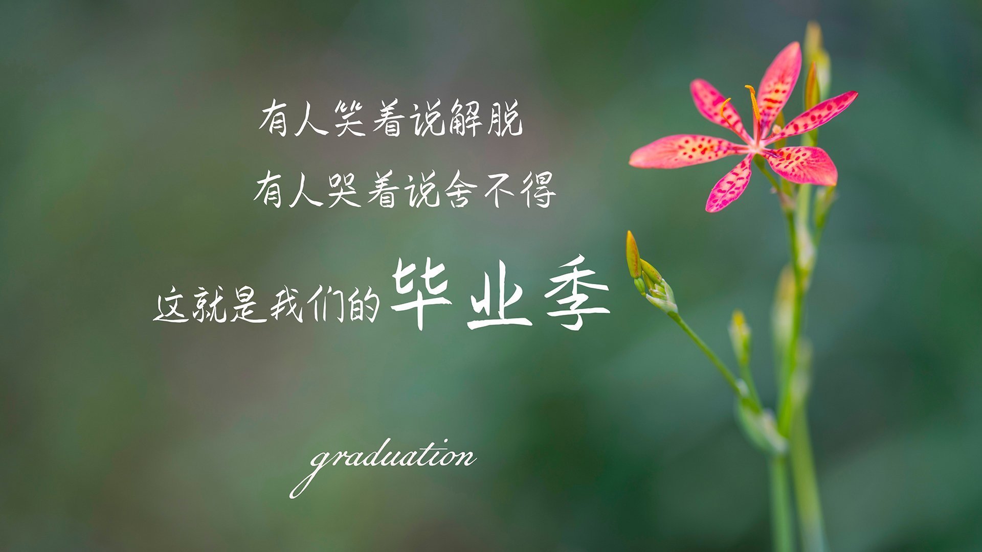 开云下载-巴格达之夜，当伊拉克足球在2026年世界杯F组写下史诗，塔雷米的致命一击撕裂了南美神话